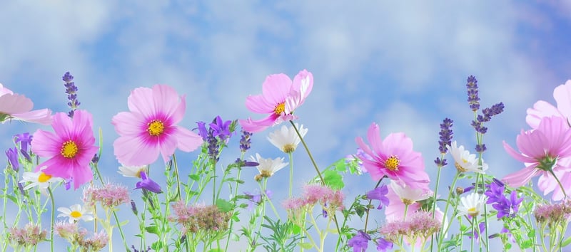 Whimsical Herbs