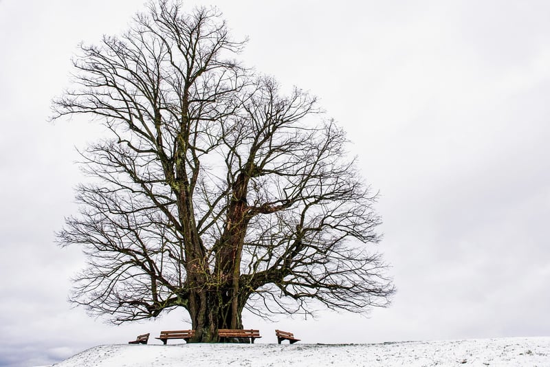 Yggdrasil - The World Tree